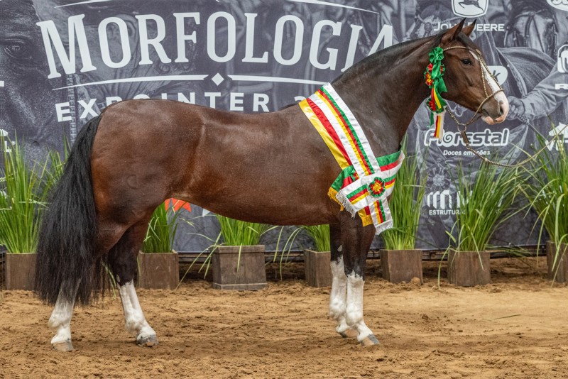 Belle Reserva é Melhor Exemplar da Raça Crioula na Expointer 2026