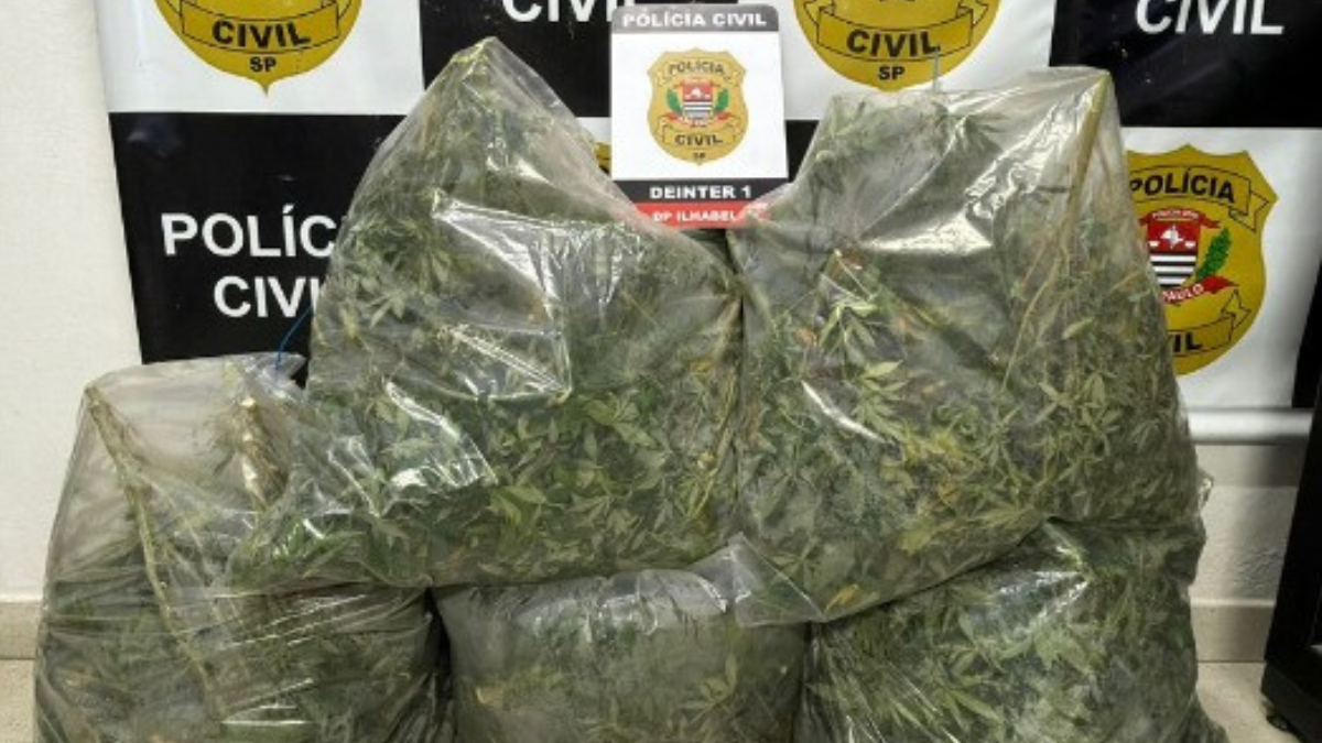 Operação apreende pés de maconha em imóvel de alto padrão em Ilhabela