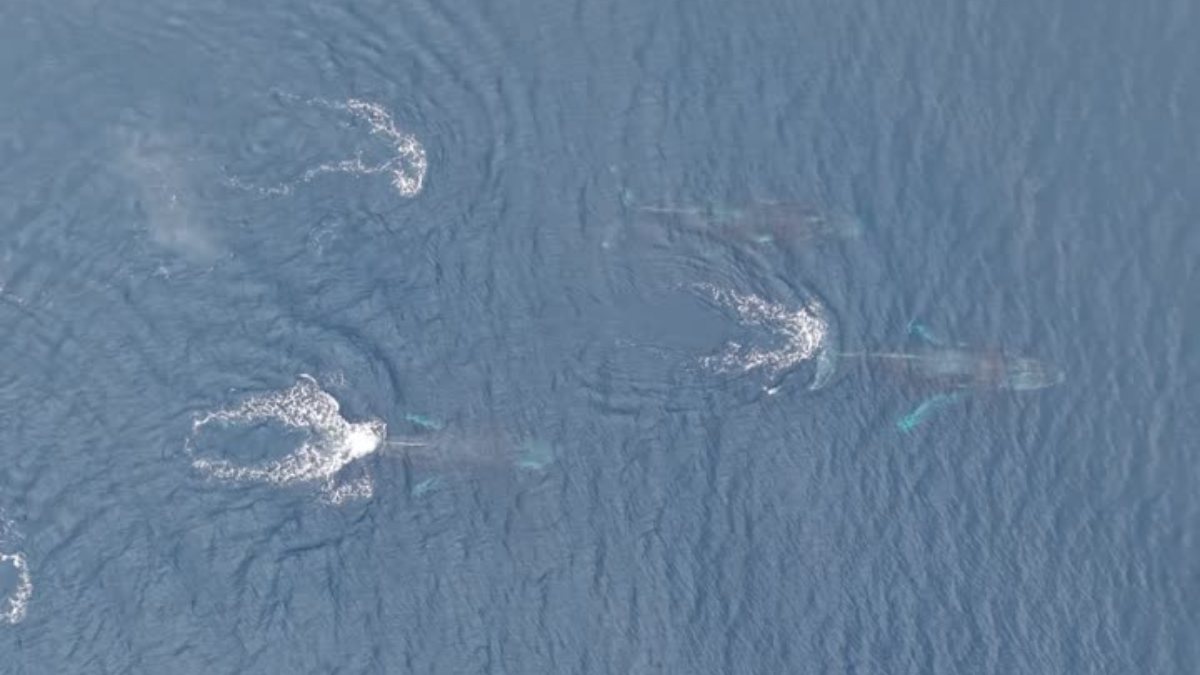 Vídeo: grupo de baleias-jubartes é avistado no mar de Ilhabela