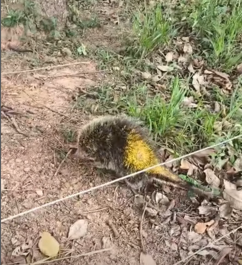 Bombeiros resgatam ouriço após ataque de cães no Centro-Oeste de Minas