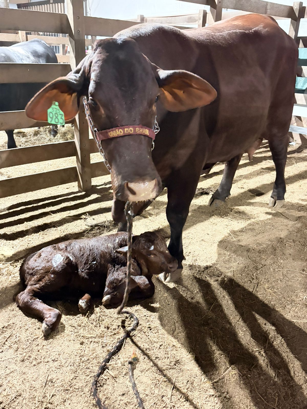 Vaca Thayla UB dá à luz sua segunda cria durante a Expointer