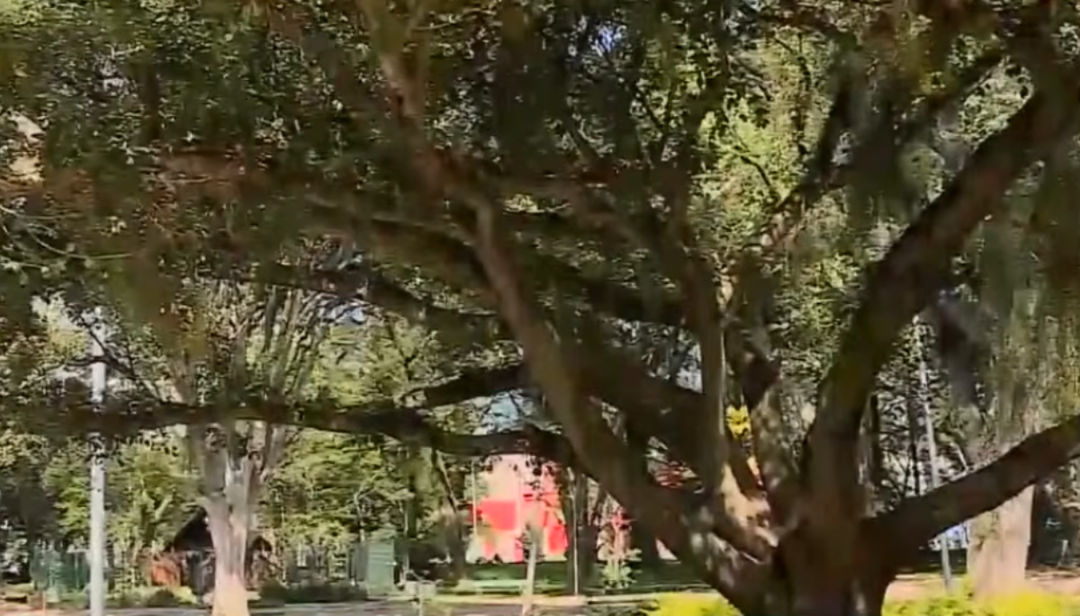 Porto Alegre usa IA para diálogo interativo com árvores