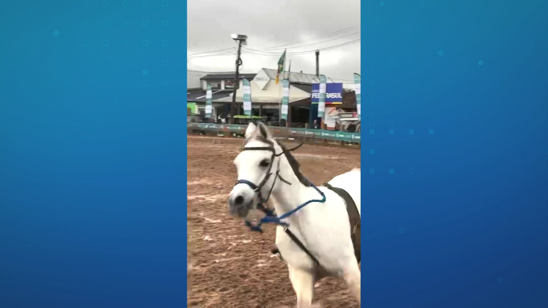 Menina de 12 anos controla cavalo desgovernado na Expointer; veja