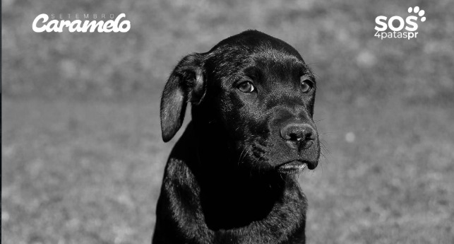 Atletas do Coritiba entram em campo com cães para campanha de adoção