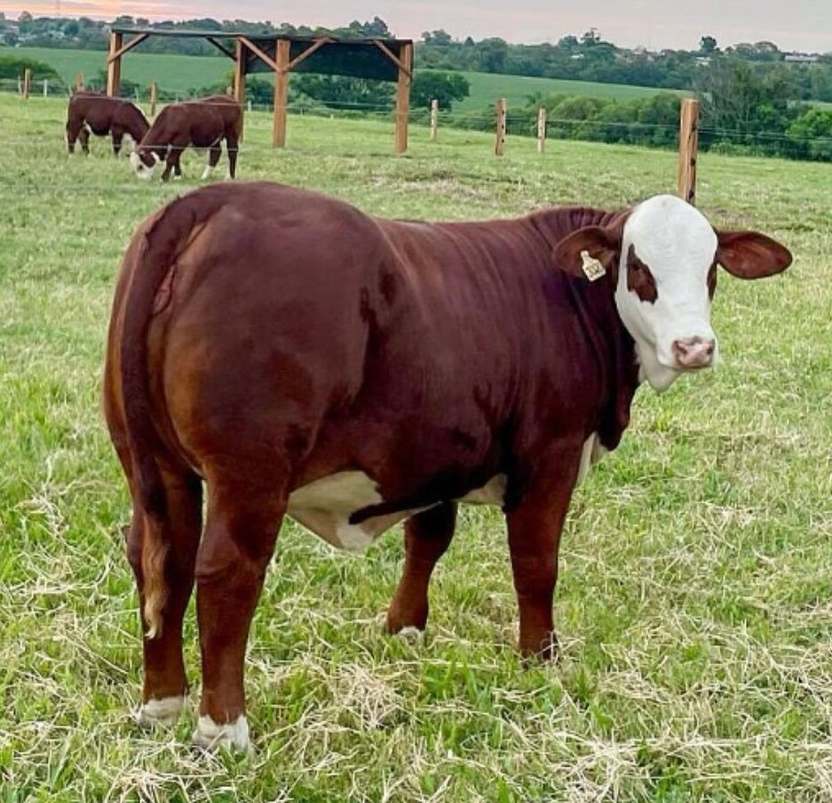 Vaca Braford atinge avaliação recorde de R$ 567 mil na Expointer