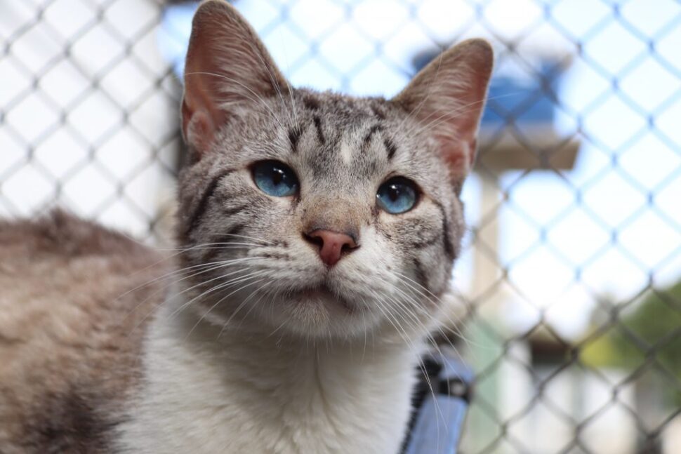 Gatinhos começam inverter lógica econômica do setor pet no Brasil