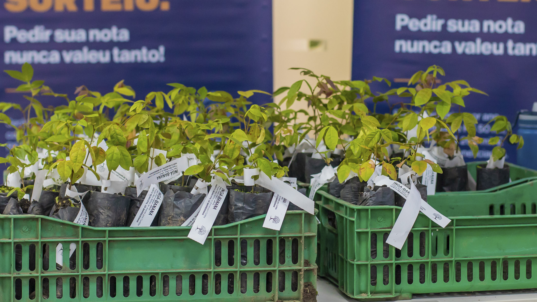 Curitiba vai distribuir 10 mil mudas de árvores; veja onde retirar