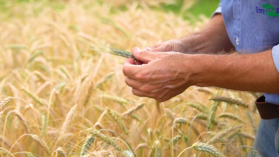 Triticale avança na indústria de alimentos e pode substituir trigo