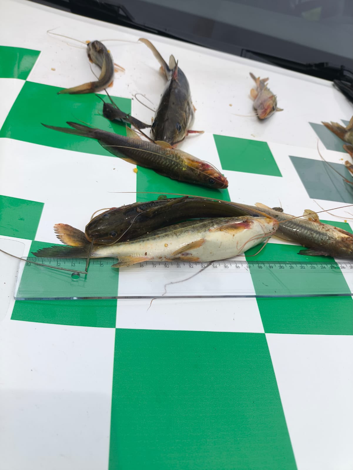 Dois pescadores são autuados por pesca em local proibido