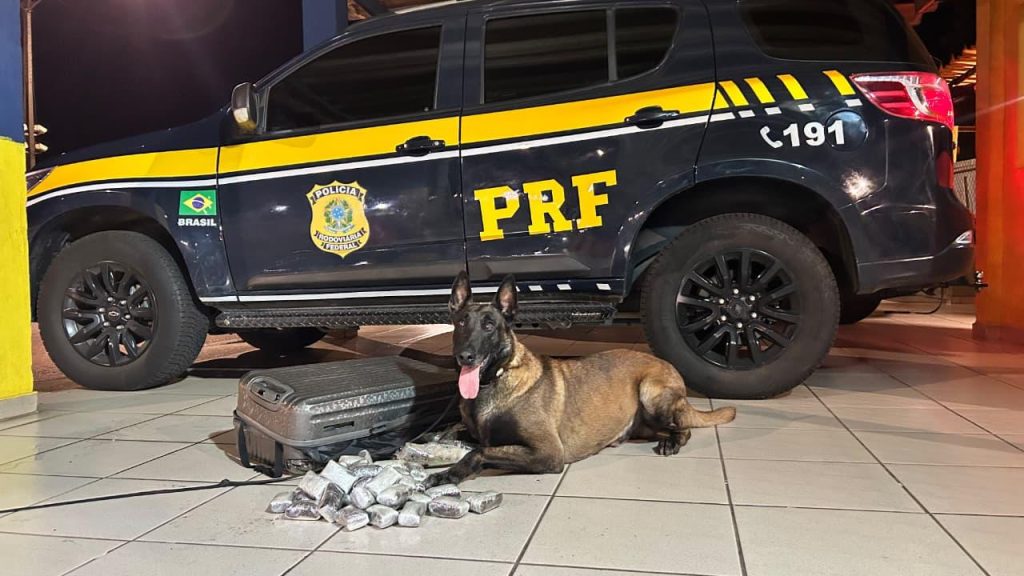 Cães farejadores ajudam PRF a apreender 4,1 kg de haxixe na Dutra