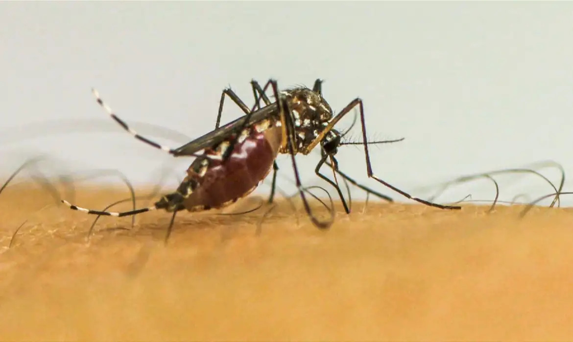 Casos de chikungunya disparam no país e exigem prevenção contra o Aedes aegypti