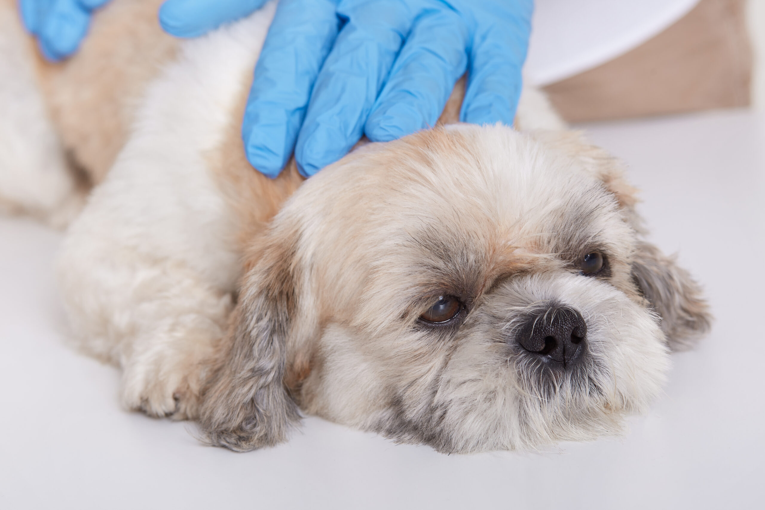 Boituva oferece vacinação antirrábica gratuita para cães e gatos